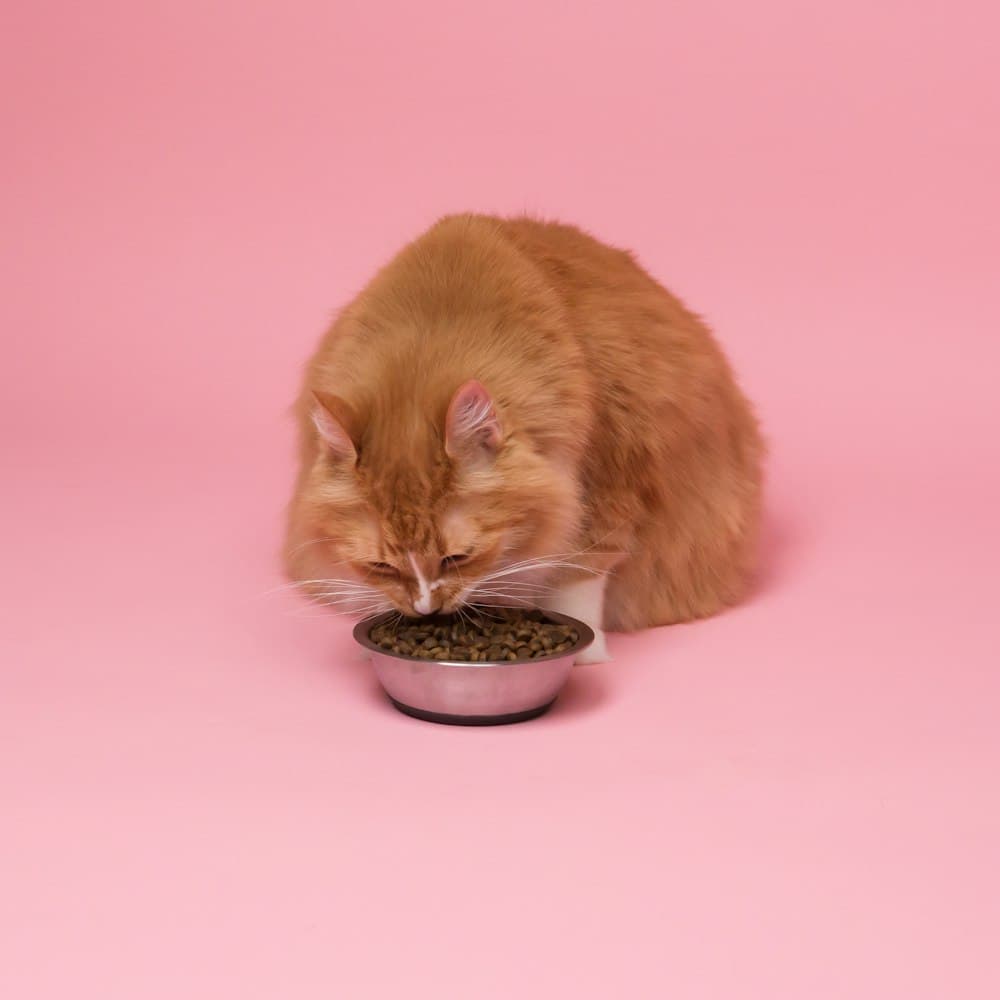 Yavru Kedi Mamalarında %15 İndirim